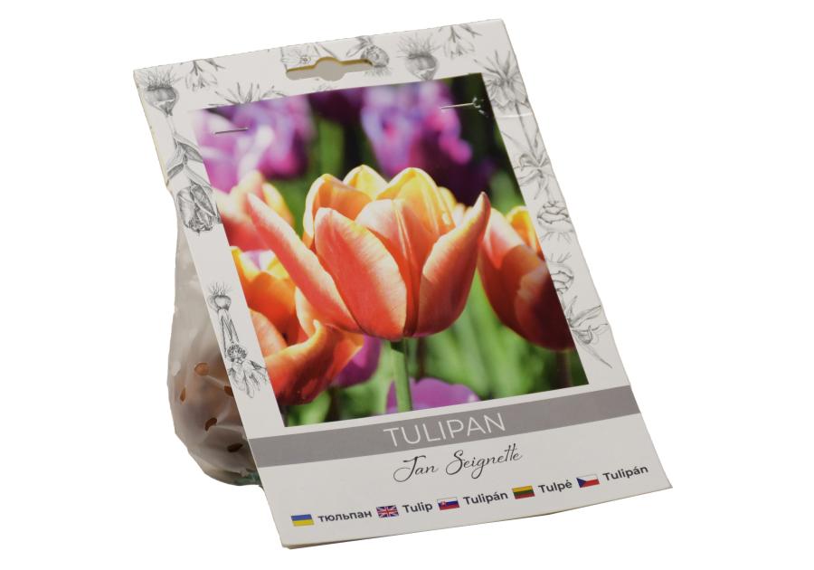 Zdjęcie: Tulipan Jan Seignette W.LEGUTKO