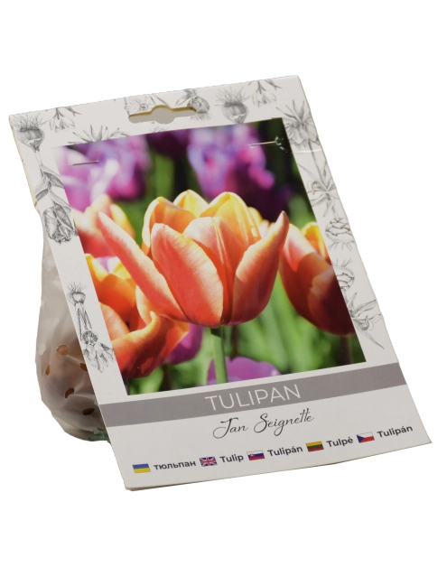 Zdjęcie: Tulipan Jan Seignette W.LEGUTKO