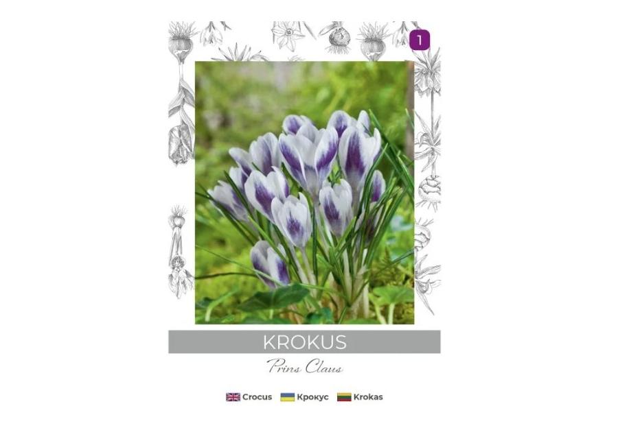 Zdjęcie: Krokus Prins Claus fioletowo-biały 8 sztuk W.LEGUTKO