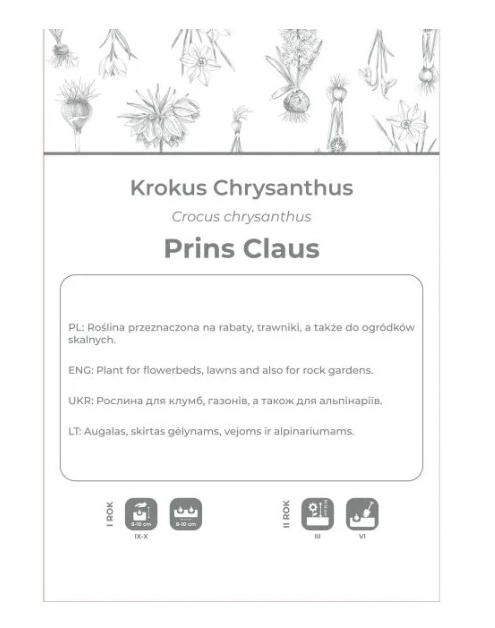 Zdjęcie: Krokus Prins Claus fioletowo-biały 8 sztuk W.LEGUTKO