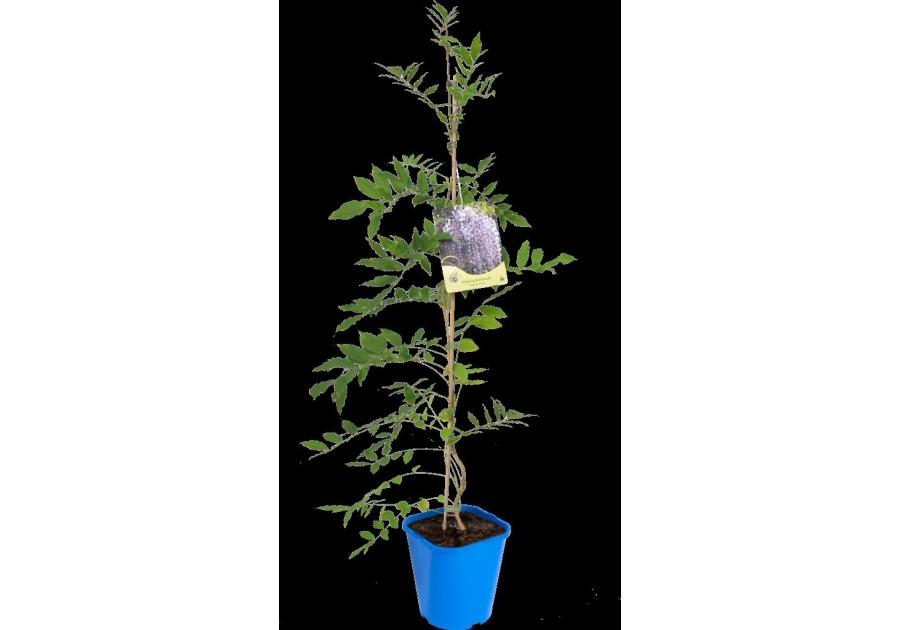 Zdjęcie: Glicynia C2 CLEMATIS