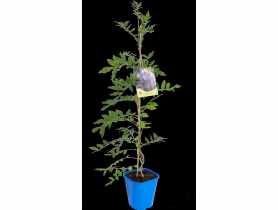 Glicynia C2 CLEMATIS