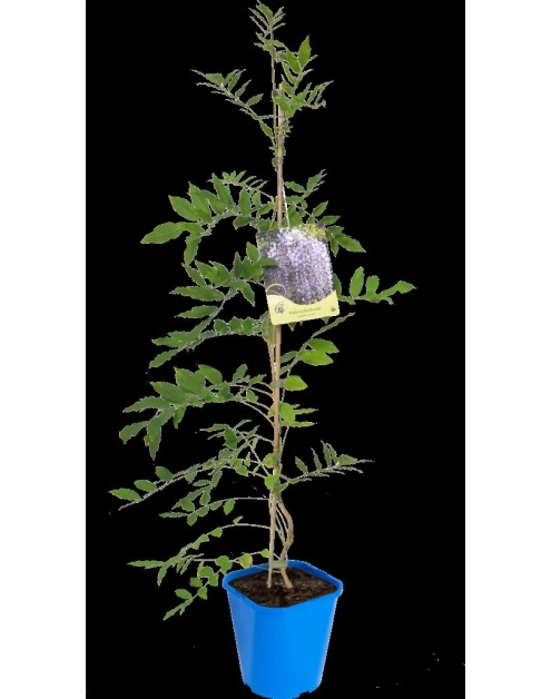 Zdjęcie: Glicynia C2 CLEMATIS