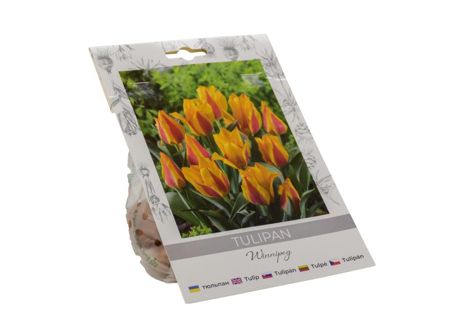 Zdjęcie: Tulipan Winnipeg W.LEGUTKO