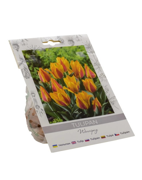 Zdjęcie: Tulipan Winnipeg W.LEGUTKO