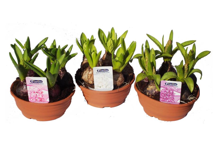 Zdjęcie: Kompozycja cebul w misie 15 cm CYGANEK