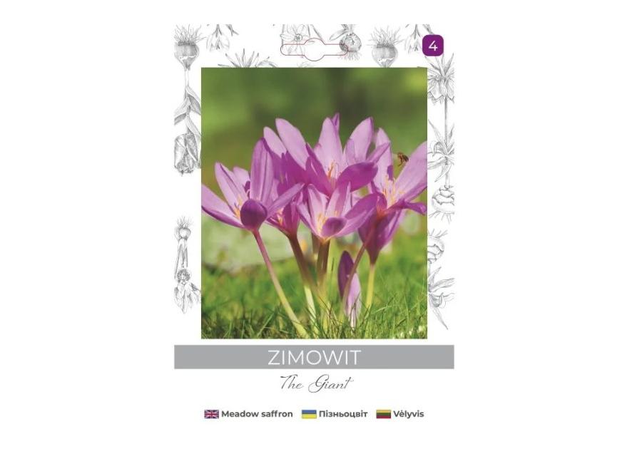 Zdjęcie: Zimowit The Giant lilaróżowy 1 sztuka W.LEGUTKO