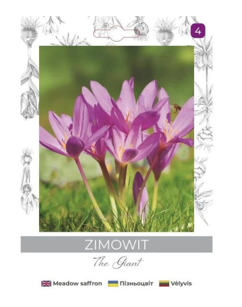 Zdjęcie: Zimowit The Giant lilaróżowy 1 sztuka W.LEGUTKO