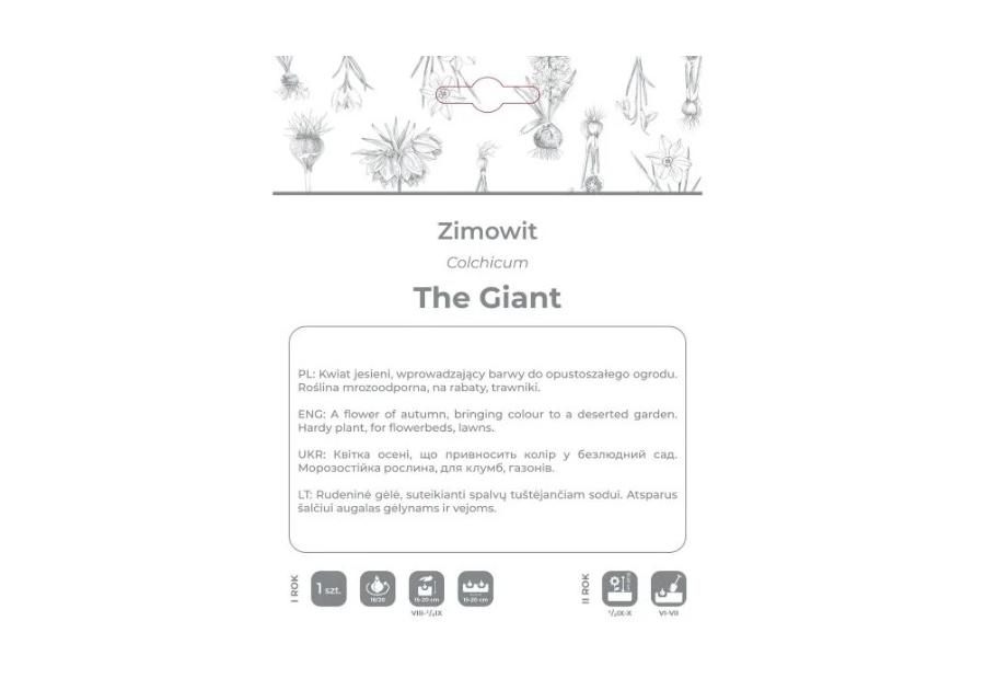 Zdjęcie: Zimowit The Giant lilaróżowy 1 sztuka W.LEGUTKO