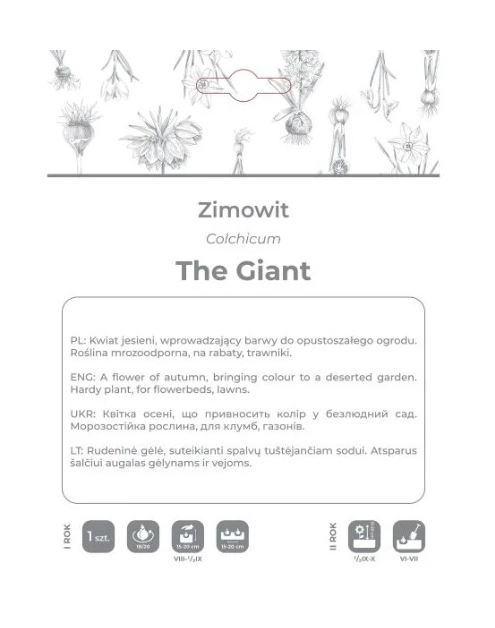 Zdjęcie: Zimowit The Giant lilaróżowy 1 sztuka W.LEGUTKO