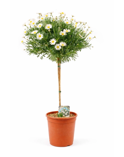 Zdjęcie: Kwiat doniczkowy Margaretka KAMA