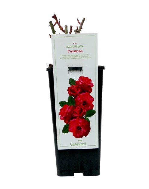 Zdjęcie: Róża pnąca w doniczce C2 żółta GARTENLAND