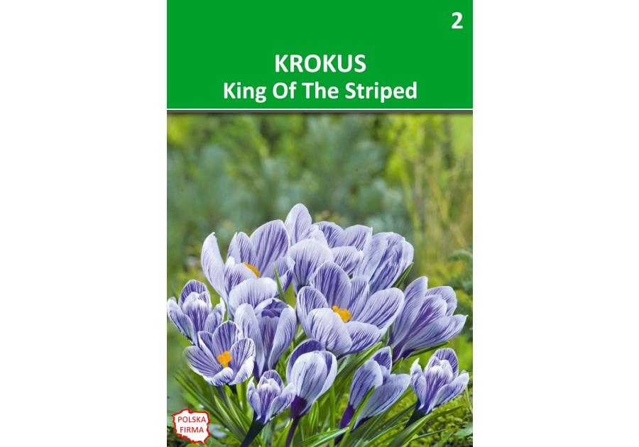 Zdjęcie: Krokus Vernus niebieski paskowany W.LEGUTKO