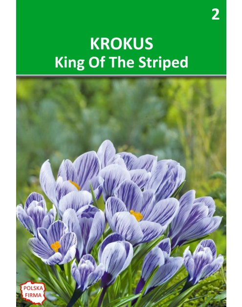 Zdjęcie: Krokus Vernus niebieski paskowany W.LEGUTKO