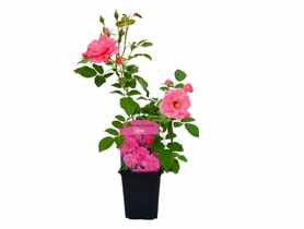 Róża okrywowa mix P9 CLEMATIS