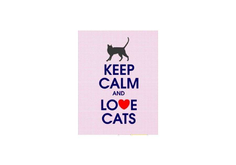 Zdjęcie: Obraz na kanwie Love Cats 20x26 cm BERTONI