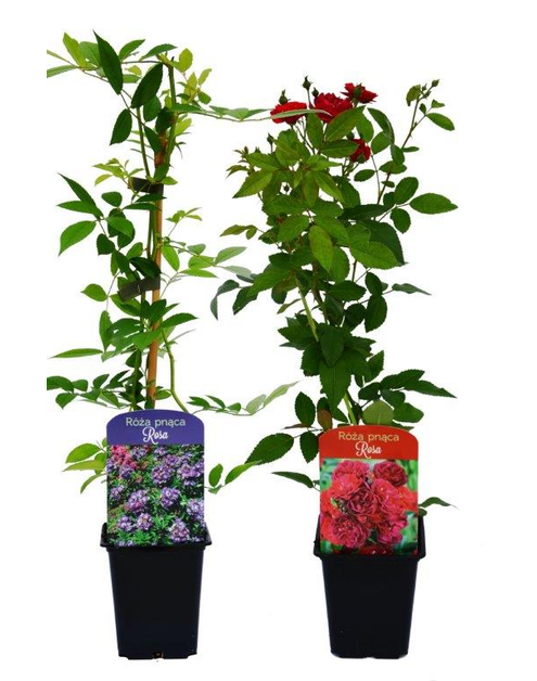 Zdjęcie: Róża pnąca mix P9 CLEMATIS