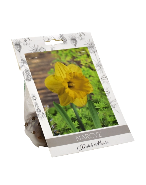 Zdjęcie: Narcyz Dutch Master W.LEGUTKO