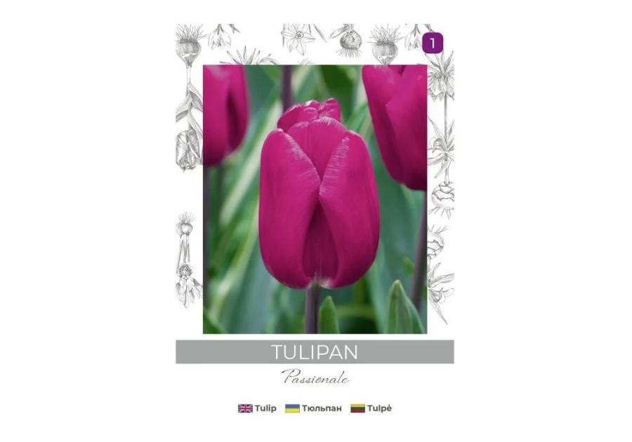 Zdjęcie: Tulipan Passionale purpurowy 4 sztuki W.LEGUTKO