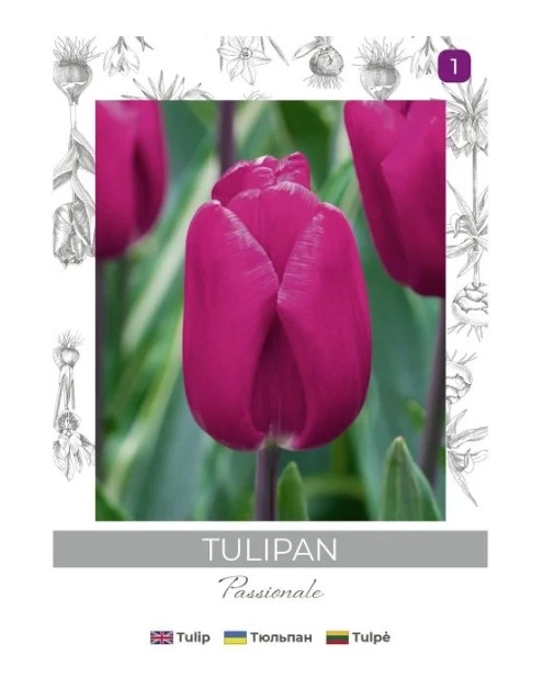 Zdjęcie: Tulipan Passionale purpurowy 4 sztuki W.LEGUTKO