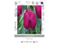 Zdjęcie: Tulipan Passionale purpurowy 4 sztuki W.LEGUTKO