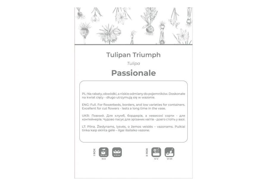 Zdjęcie: Tulipan Passionale purpurowy 4 sztuki W.LEGUTKO