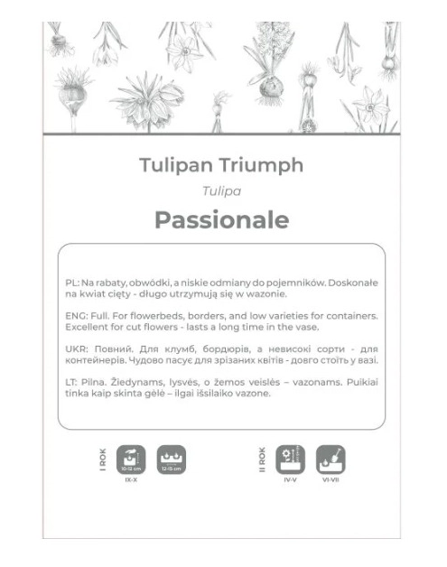 Zdjęcie: Tulipan Passionale purpurowy 4 sztuki W.LEGUTKO
