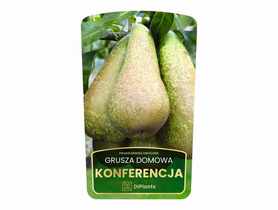 Drzewo owocowe grusza Konferencja sadzonka w balocie DIPLANTS