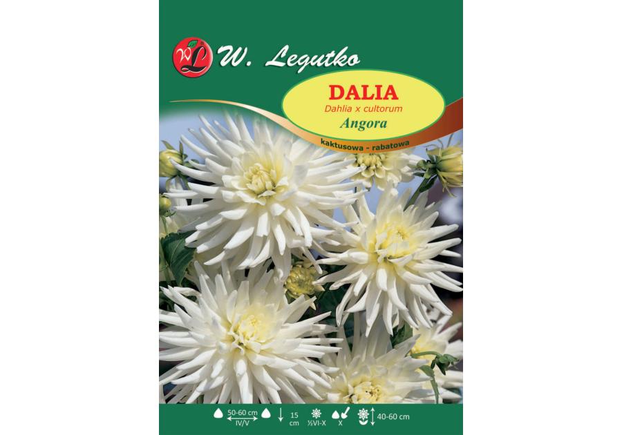 Zdjęcie: Dalia ogrodowa Angora seria tradycyjna W.LEGUTKO