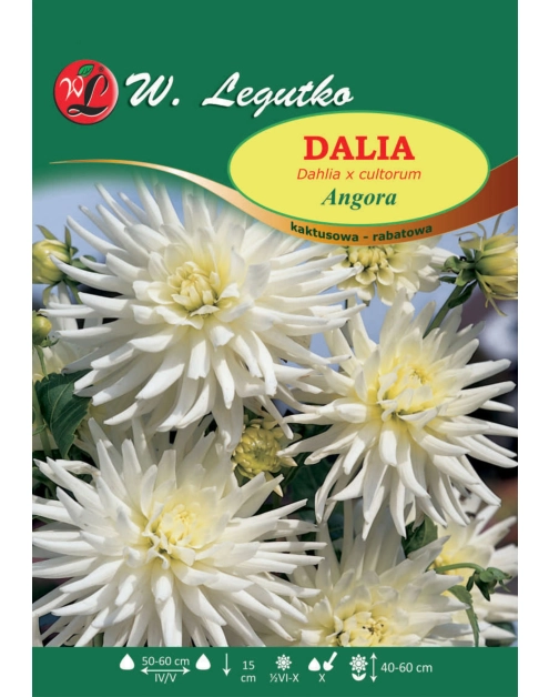 Zdjęcie: Dalia ogrodowa Angora seria tradycyjna W.LEGUTKO