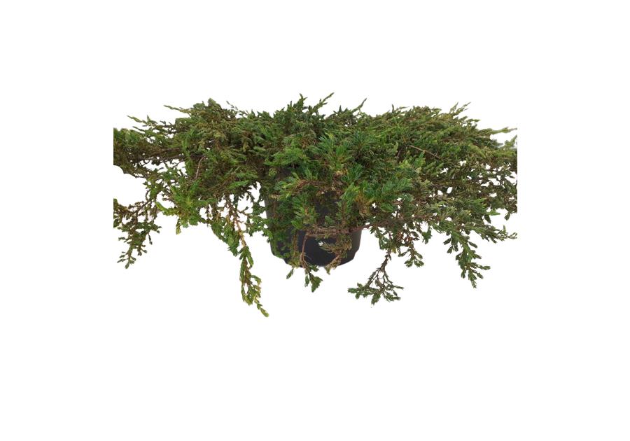 Zdjęcie: Jałowiec pospolity Juniperus communis ŁAZUCCY