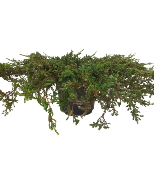 Zdjęcie: Jałowiec pospolity Juniperus communis ŁAZUCCY