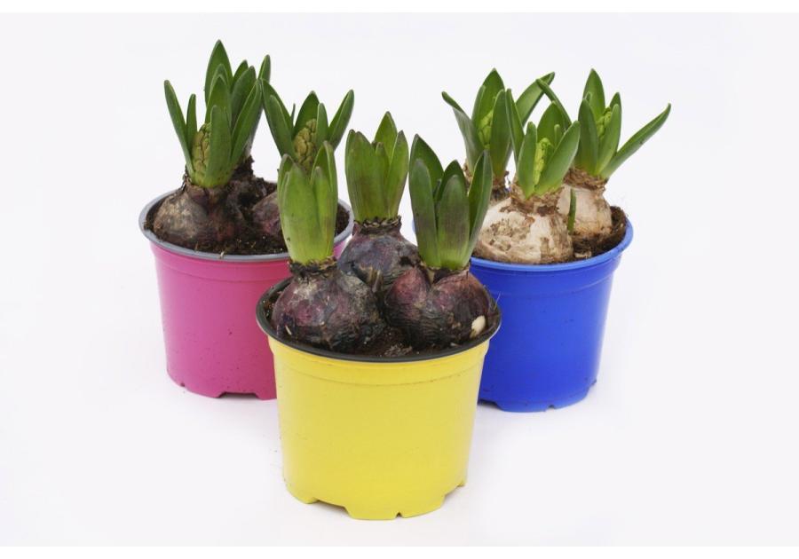 Zdjęcie: Hiacynt doniczkowy 10,5 cm - 3 szt. CYGANEK