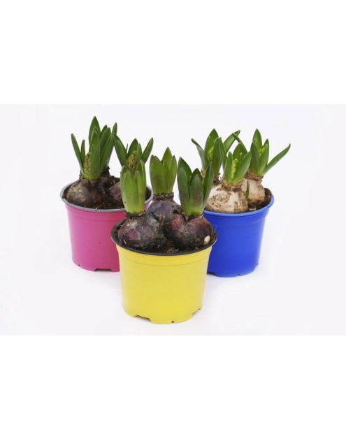 Zdjęcie: Hiacynt doniczkowy 10,5 cm - 3 szt. CYGANEK