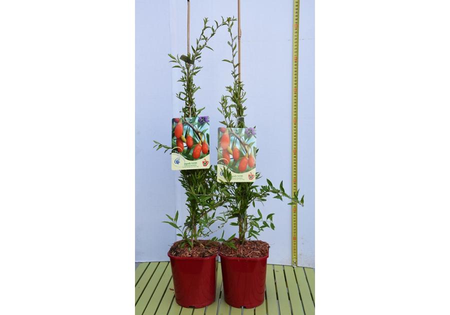 Zdjęcie: Jagoda Goji C2 CLEMATIS