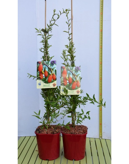 Zdjęcie: Jagoda Goji C2 CLEMATIS