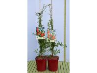 Zdjęcie: Jagoda Goji C2 CLEMATIS