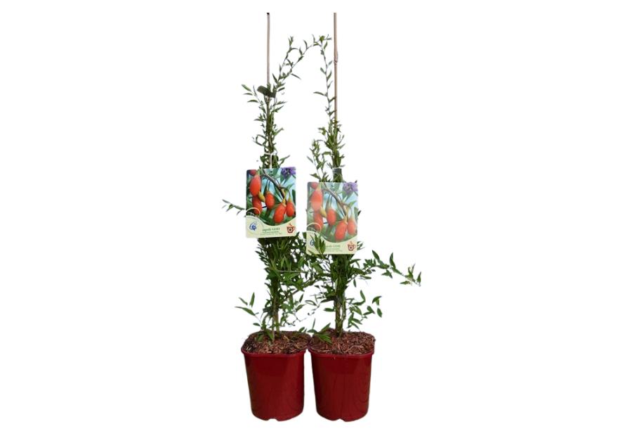 Zdjęcie: Jagoda Goji C2 CLEMATIS