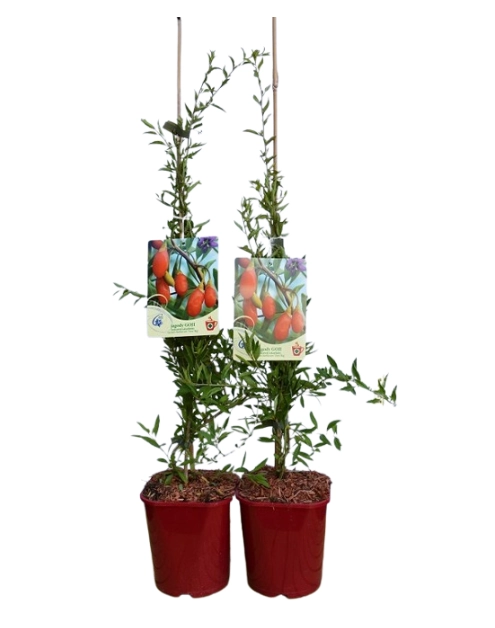 Zdjęcie: Jagoda Goji C2 CLEMATIS