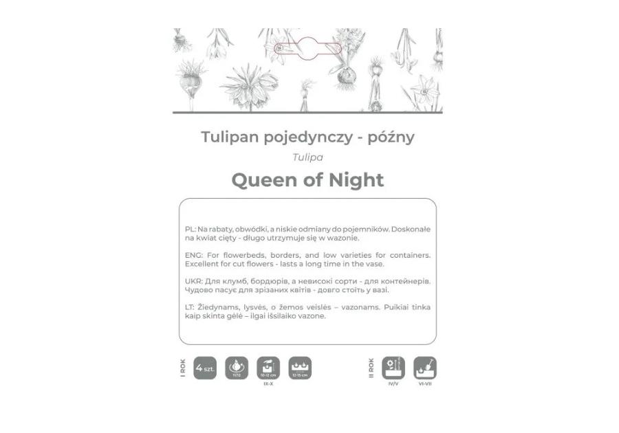 Zdjęcie: Tulipan Queen of Night bordowy 4 sztuki W.LEGUTKO