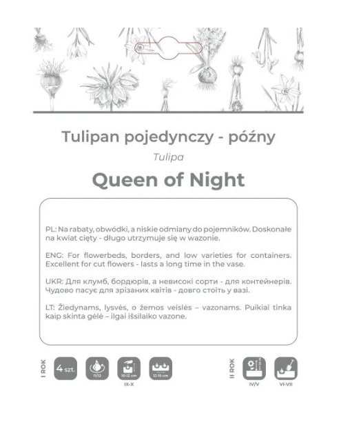Zdjęcie: Tulipan Queen of Night bordowy 4 sztuki W.LEGUTKO