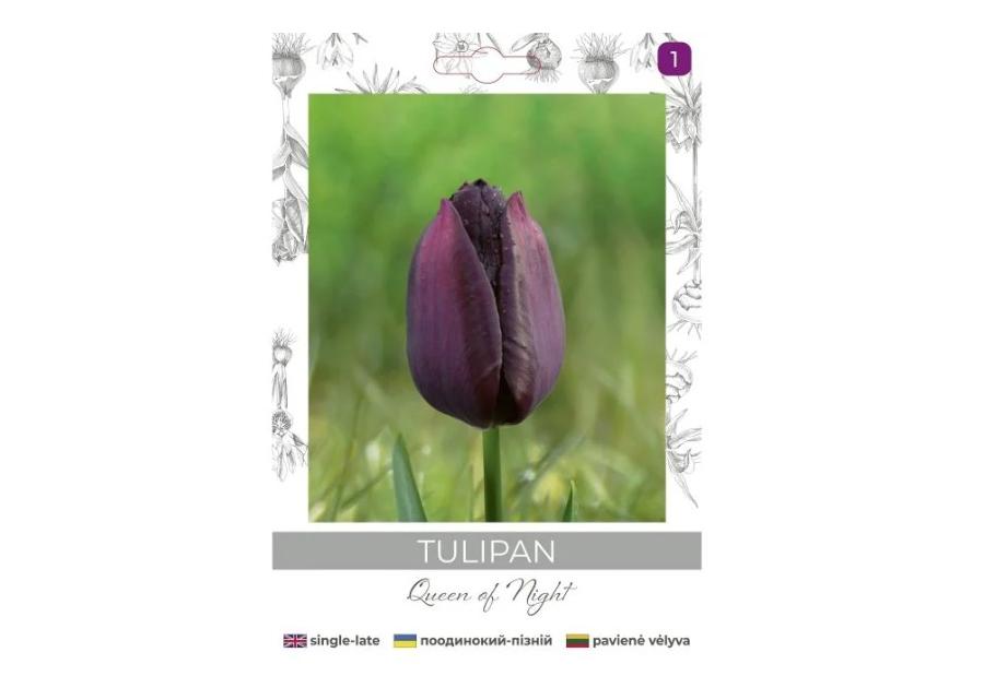 Zdjęcie: Tulipan Queen of Night bordowy 4 sztuki W.LEGUTKO