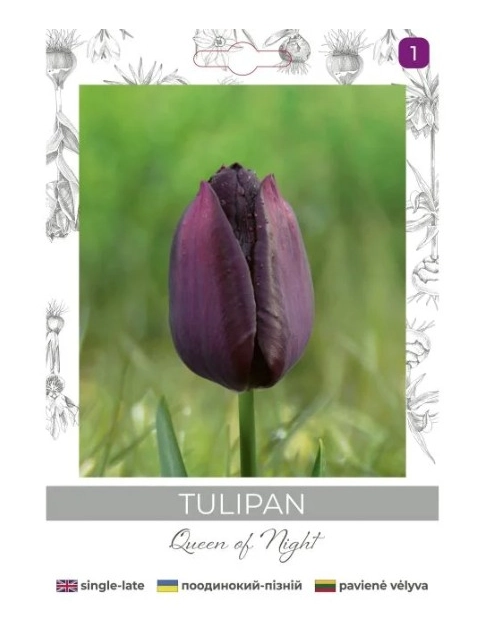 Zdjęcie: Tulipan Queen of Night bordowy 4 sztuki W.LEGUTKO