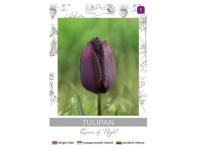 Zdjęcie: Tulipan Queen of Night bordowy 4 sztuki W.LEGUTKO