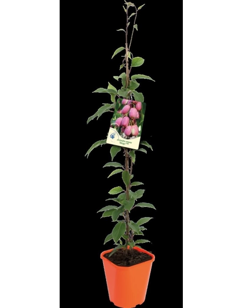 Zdjęcie: Aktinidia ostrolistna Mini Kiwi C2 CLEMATIS