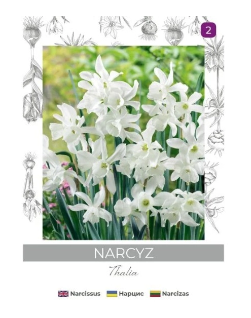 Zdjęcie: Narcyz Thalia biały 4 sztuki W.LEGUTKO