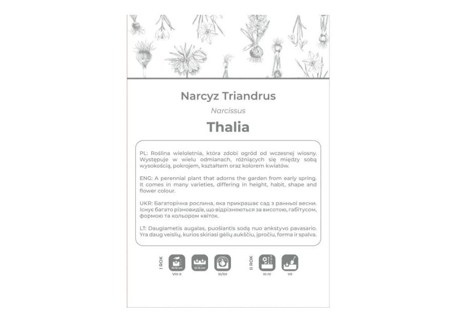 Zdjęcie: Narcyz Thalia biały 4 sztuki W.LEGUTKO
