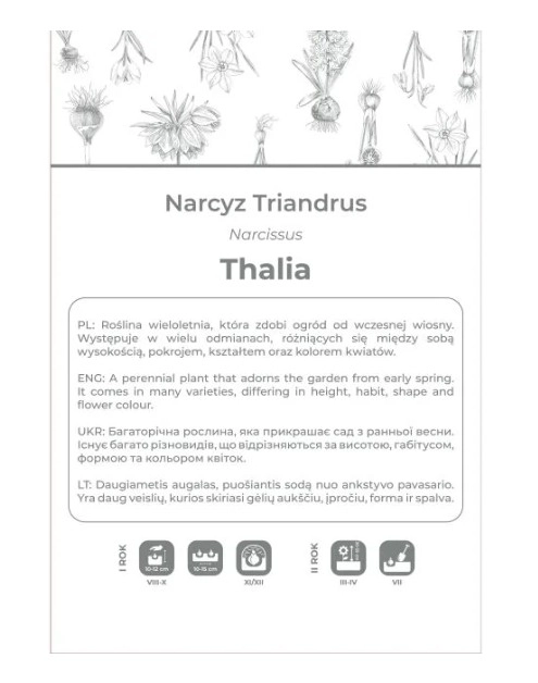 Zdjęcie: Narcyz Thalia biały 4 sztuki W.LEGUTKO