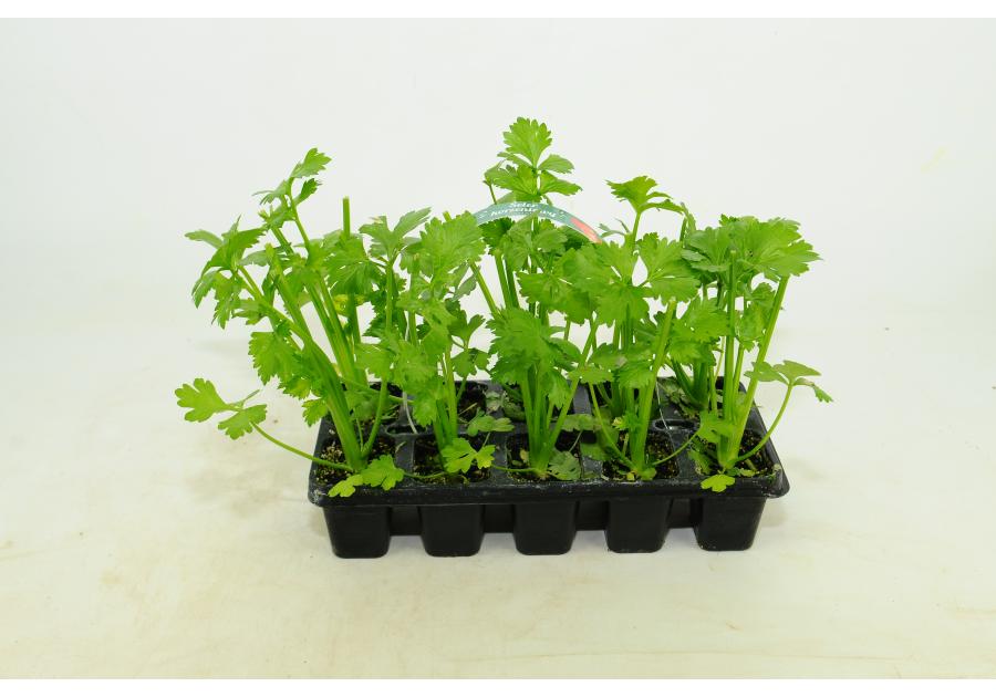 Zdjęcie: Sadzonki selera korzeniowego 10 szt. 4 FLOWER