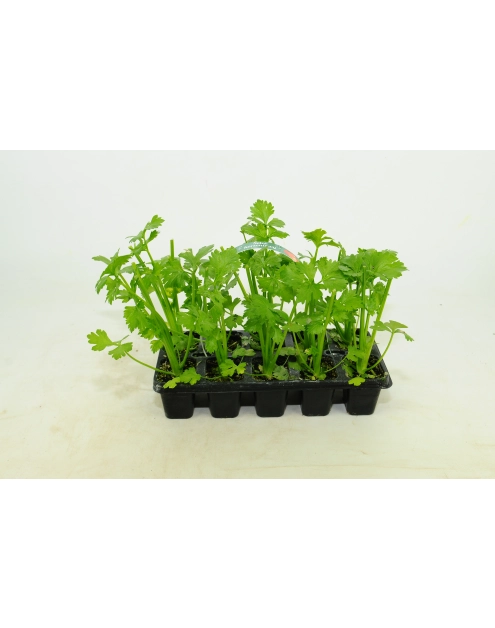 Zdjęcie: Sadzonki selera korzeniowego 10 szt. 4 FLOWER